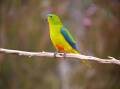 Orange-bellied parrots are among the world's most endandgered birds. File picture