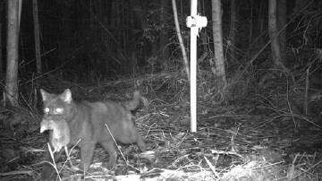 Areas where foxes were controlled were found to have more feral cats. Picture by Dr Matthew Rees