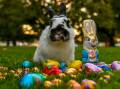 Look after your pets this Easter. Picture by Scott Gelston