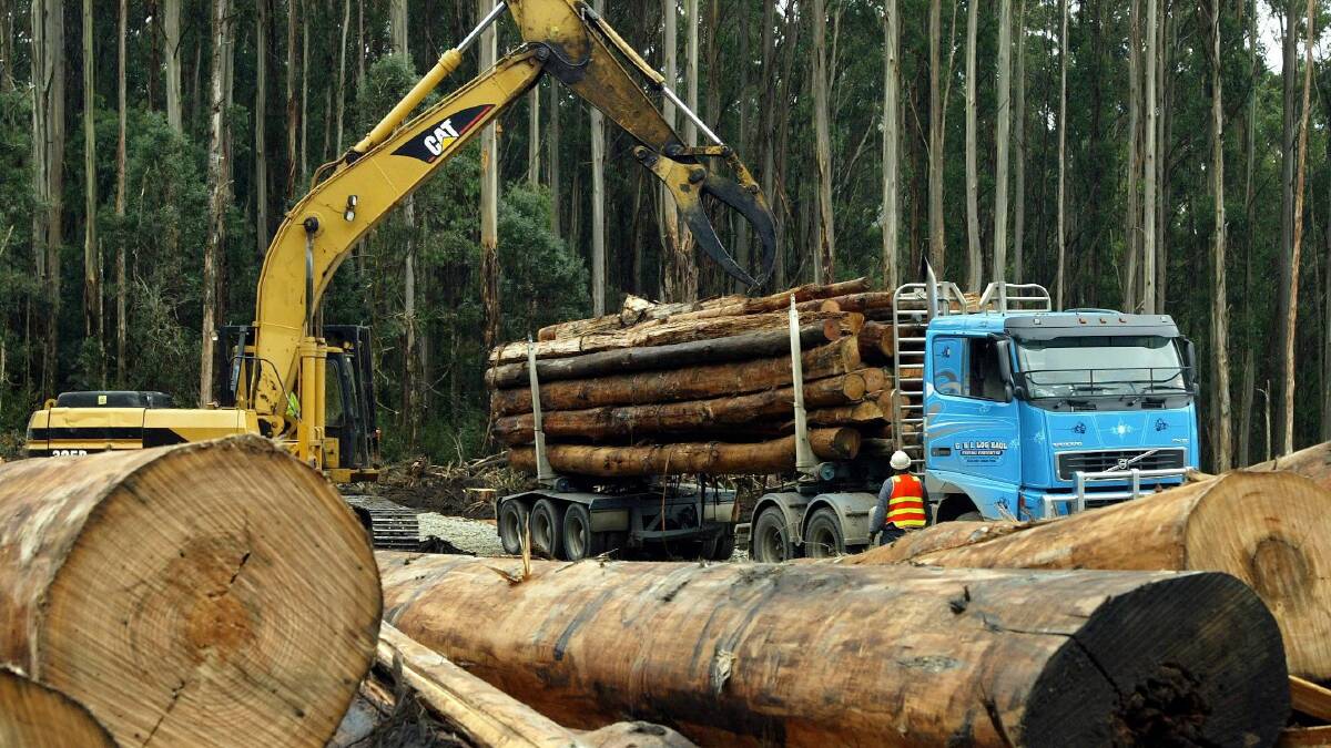 'Destroying old growth forests is near-criminal stupidity'