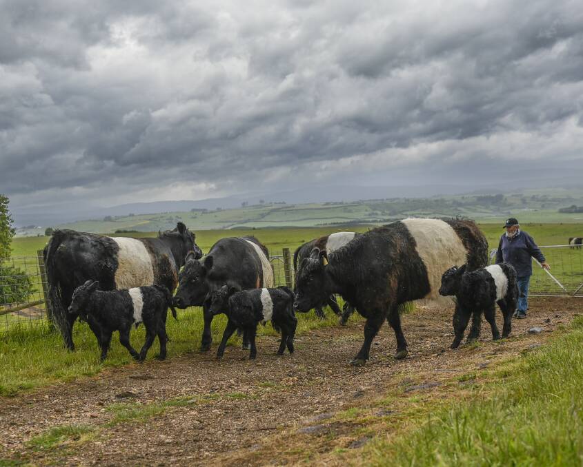 CATTLE CLASS: Rod Summers, with his Belted Galloways on his farm, Marananga, at Evandale. Picture: Craig George. 