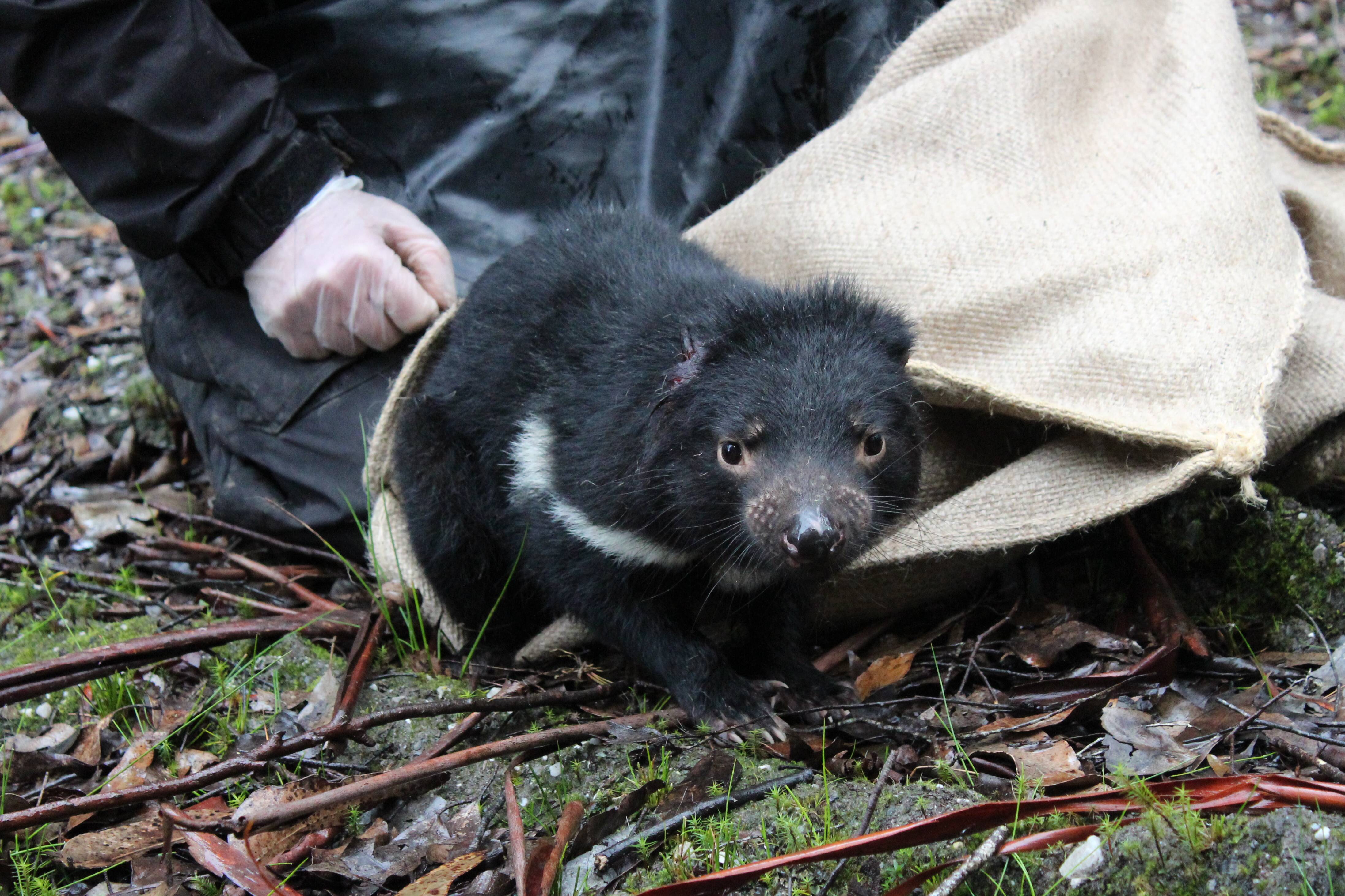 Tasmanian Devils Are Surprisingly Picky Eaters - EcoWatch