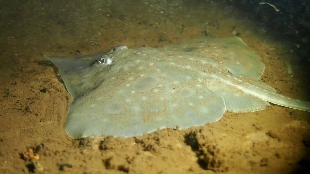 Maugean skate numbers in Macquarie Harbour have fallen by nearly 50 per cent. Picture by Jane Ruckert