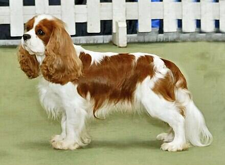 Cee-Jay was an 11 year-old King Charles Spaniel of the type depicted here. File picture