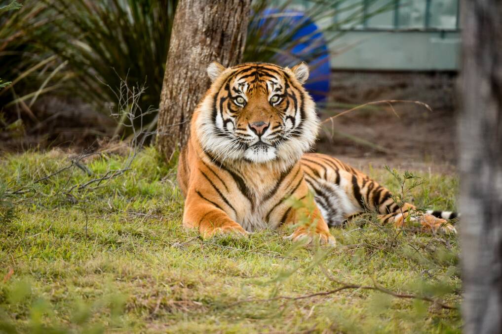 Jaluar the Sumatran tiger. Picture by Paul Scambler 
