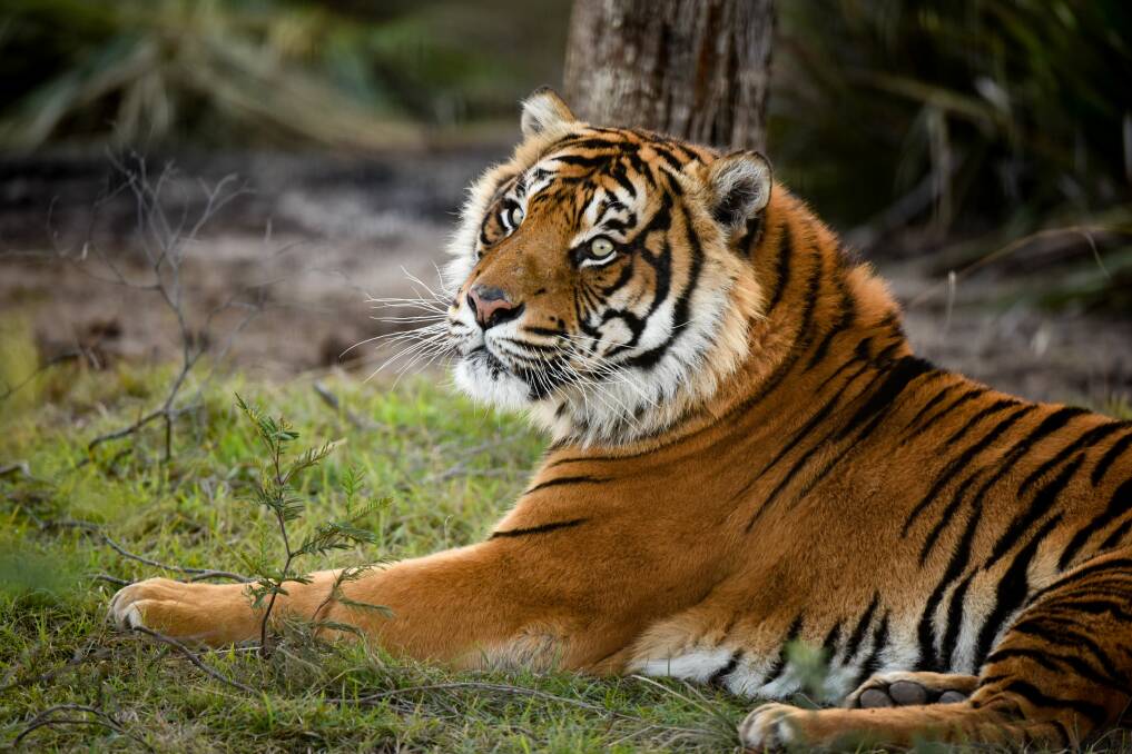 Jaluar the Sumatran tiger. Picture by Paul Scambler 