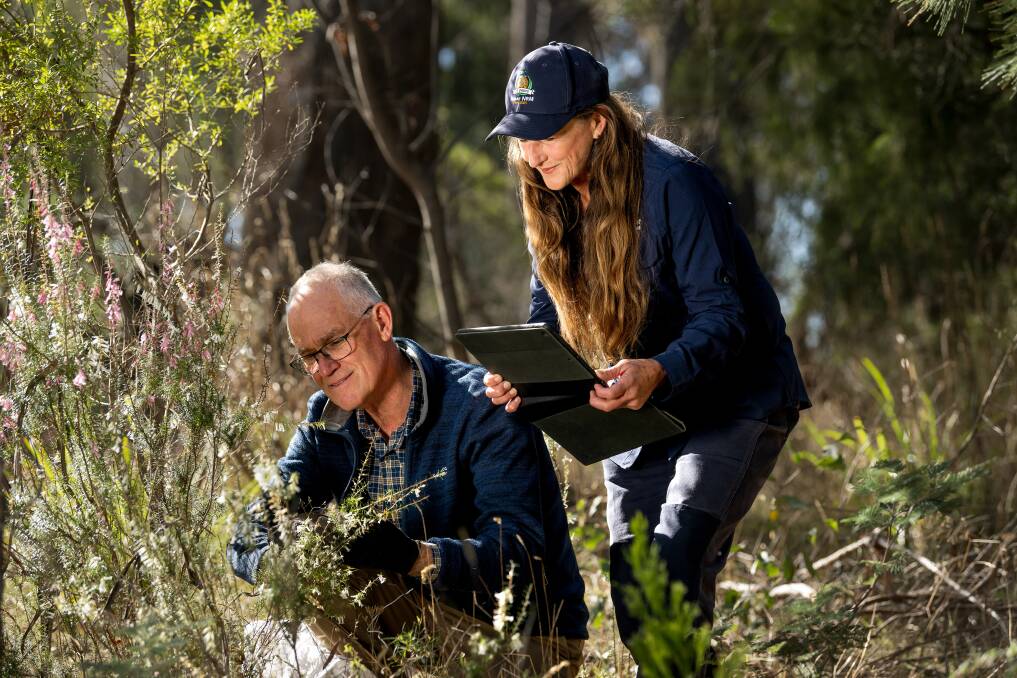Australian Plant Society northern group volunteer Andrew Smith and Tamar NRM program co-ordinator Kirstin Seaver work in the Cambridge Street reserve. Picture by Phillip Biggs