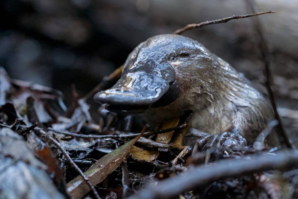 Patience is the key: A platypus sits still for the camera in the Hobart rivulet. 