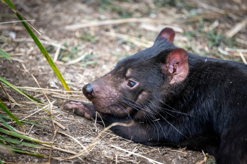 The use of AI is helping UTAS researchers tackle a deadly disease affecting Tasmanian devils. Picture by Paul Scambler 