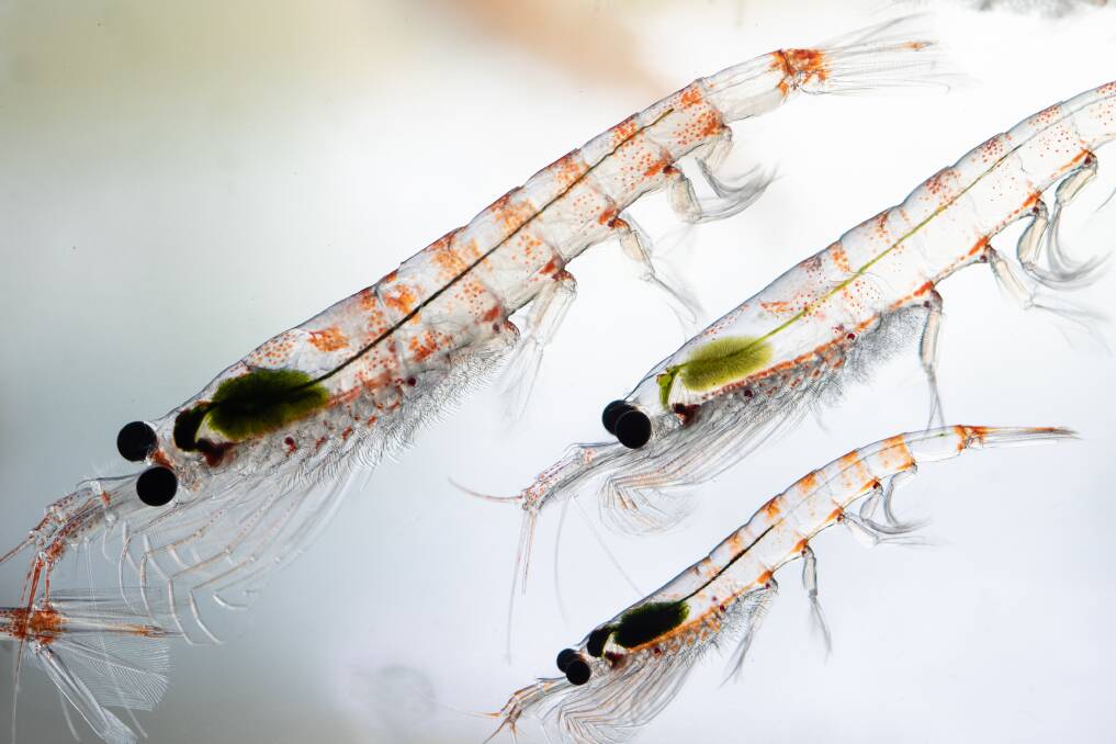 A new research tool, KRILLPODYM will help scientist measure krill populations. Picture Peter Harmsen