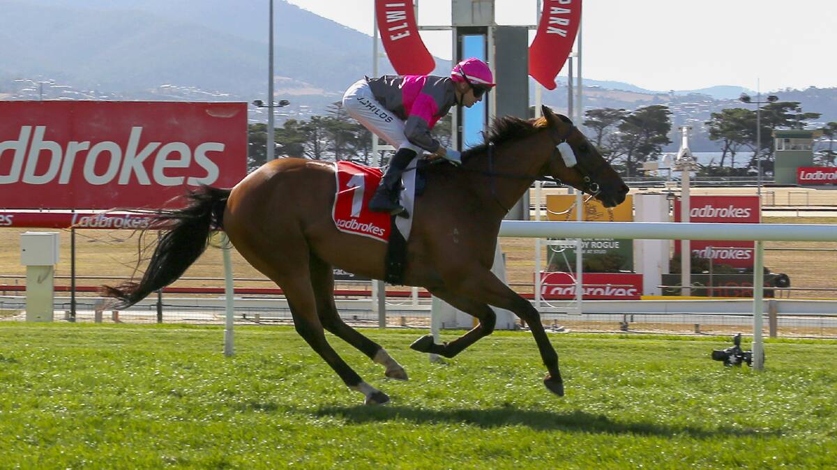 Auroras Symphony is going for a historic third-straight Launceston Cup. Picture by Bill Hayes