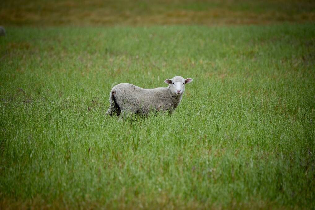 A sheep in long grass in the Fingal Valley. Picture by Paul Scambler