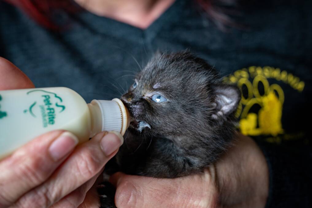 The kitten under the shelter's care requires bottle feeding and is severely underweight. Picture by Paul Scambler