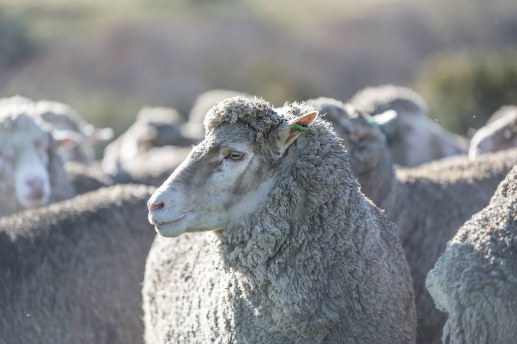 A flock of Merino sheep. Picture by Craig George
