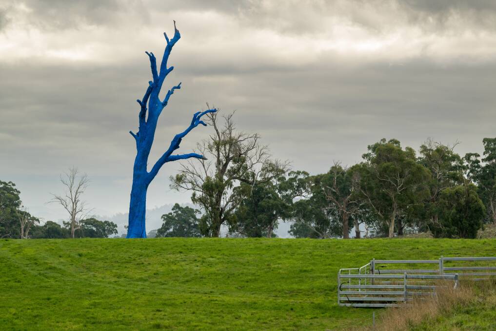 A newly painted blue tree at Landfall farm, near Dilston, beside the East Tamar Highway. Photo by Phillip Biggs