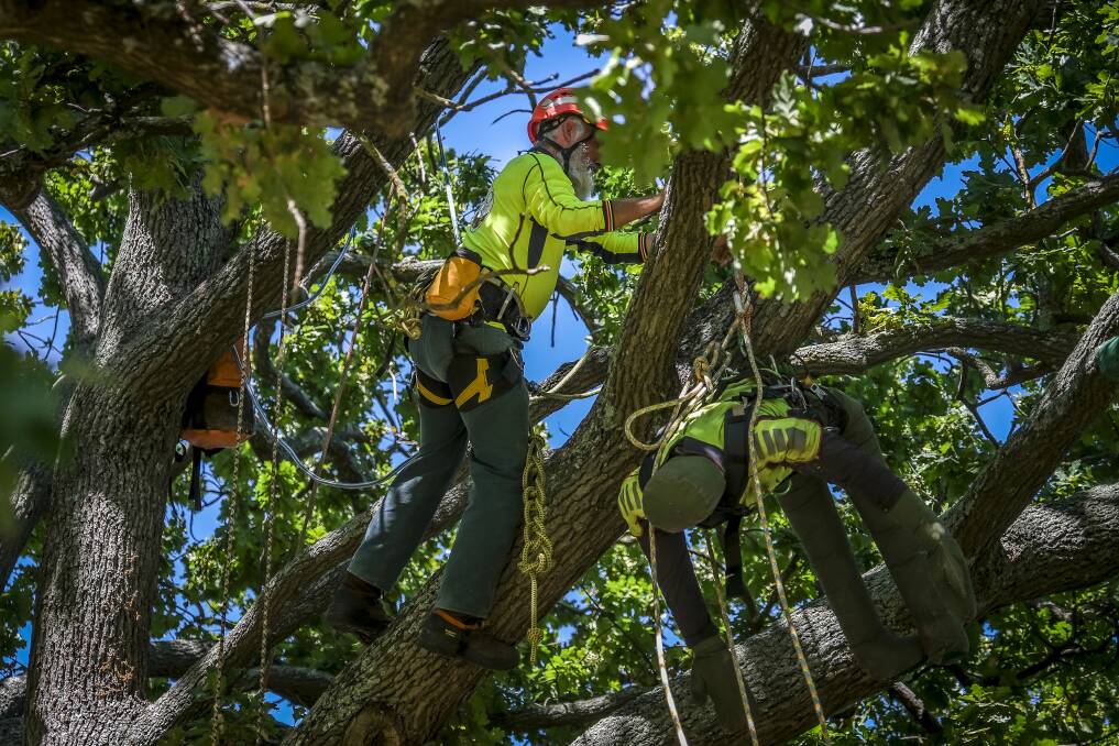 The 'Rescue Operation' event at the Tasmanian Tree Climbing Championships. Picture by Craig George