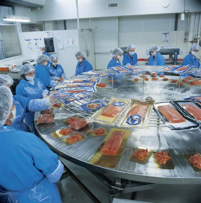 A file pic of Tassal's salmon production line. 