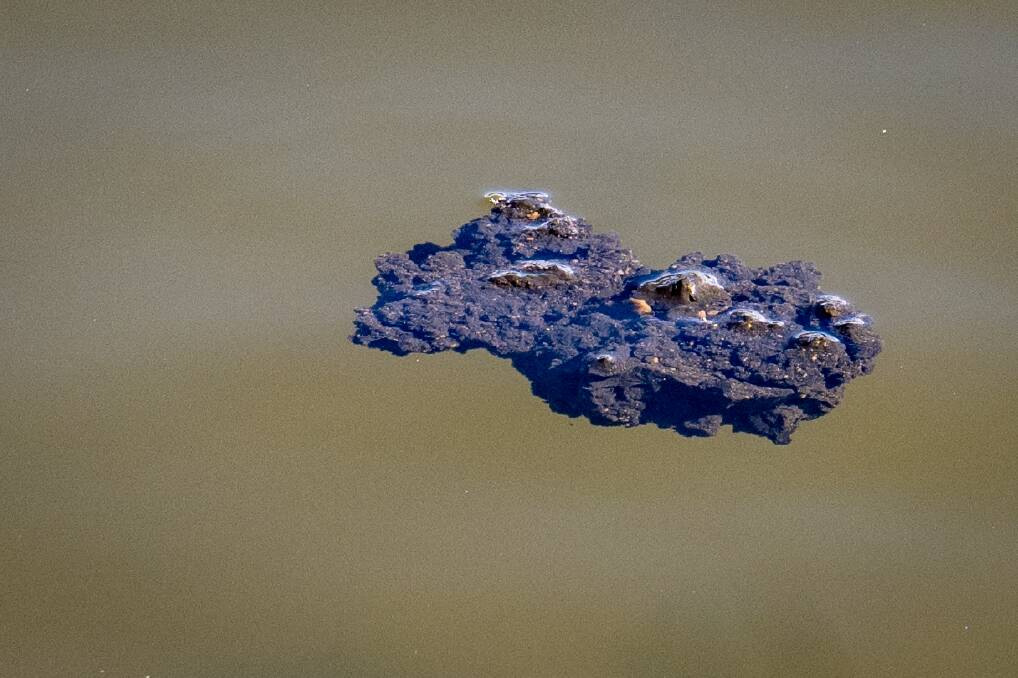 A piece of the residual activated carbon floating in Lake Trevallyn. Picture by Paul Scambler.