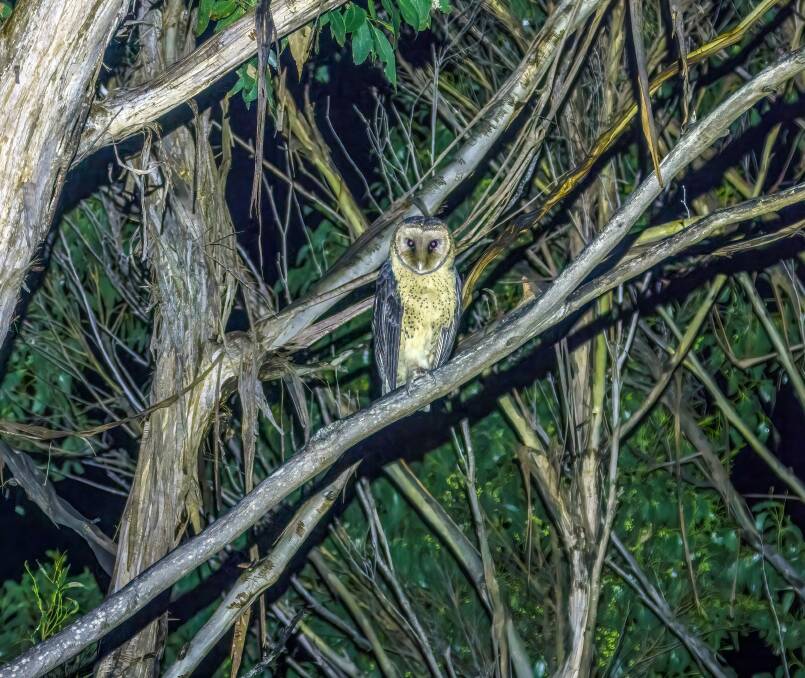 The first ever photograph of the endangered masked owl in the Takayna forest. Picture supplied