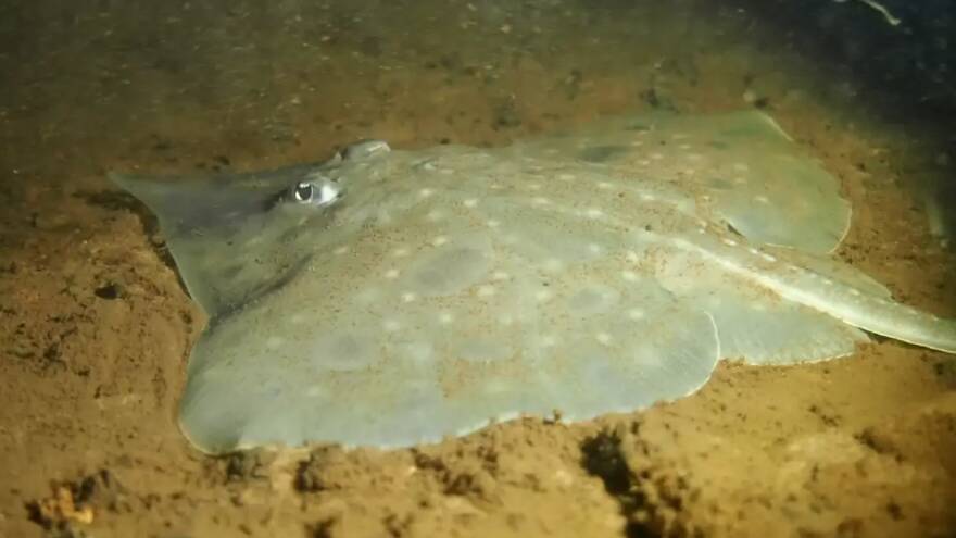 The critically endangered Maugean skate.