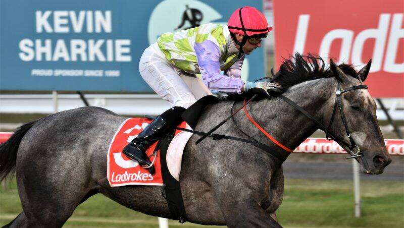 Brendon McCoull winning aboard Rebel Factor in Launceston. Picture by Peter Staples