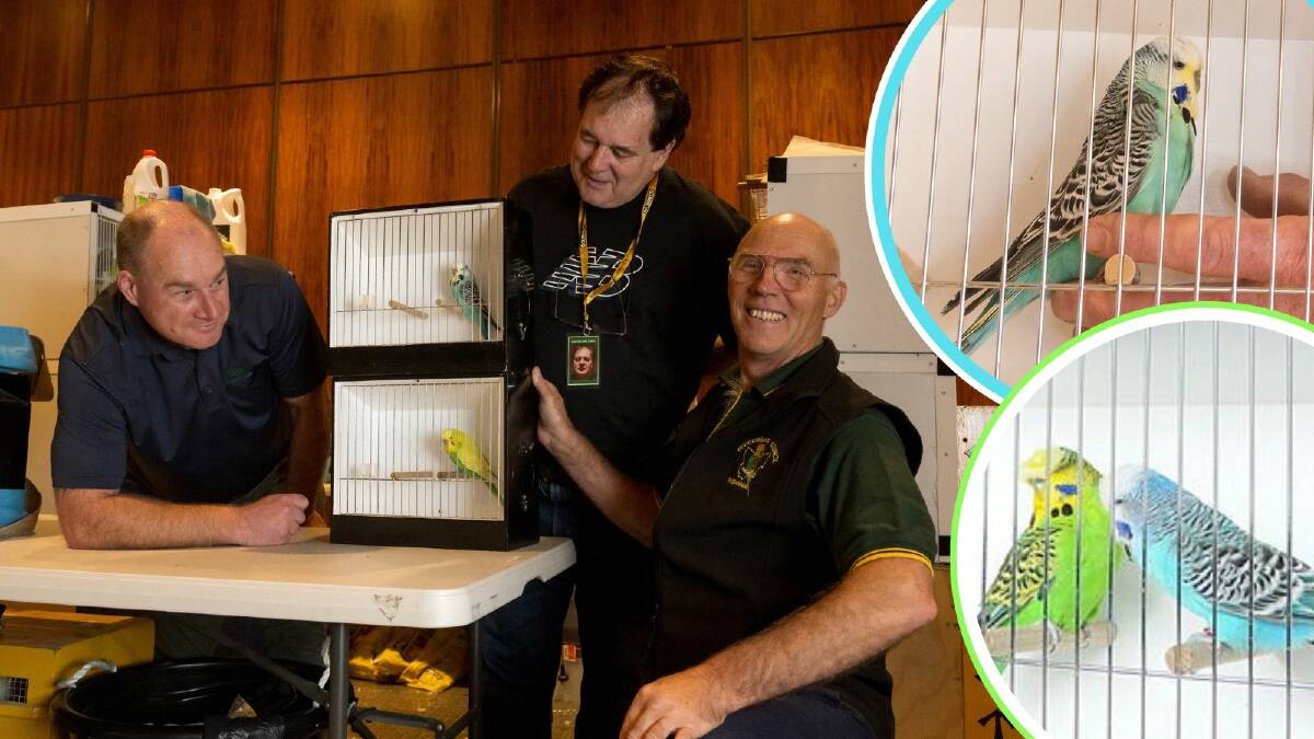 Preparing for the budgerigar national championships are Andrew Johnson, of Cressy, Phillip Charlesworth, of Devonport, and Derek Poole, of Longford. Picture by Phillip Biggs