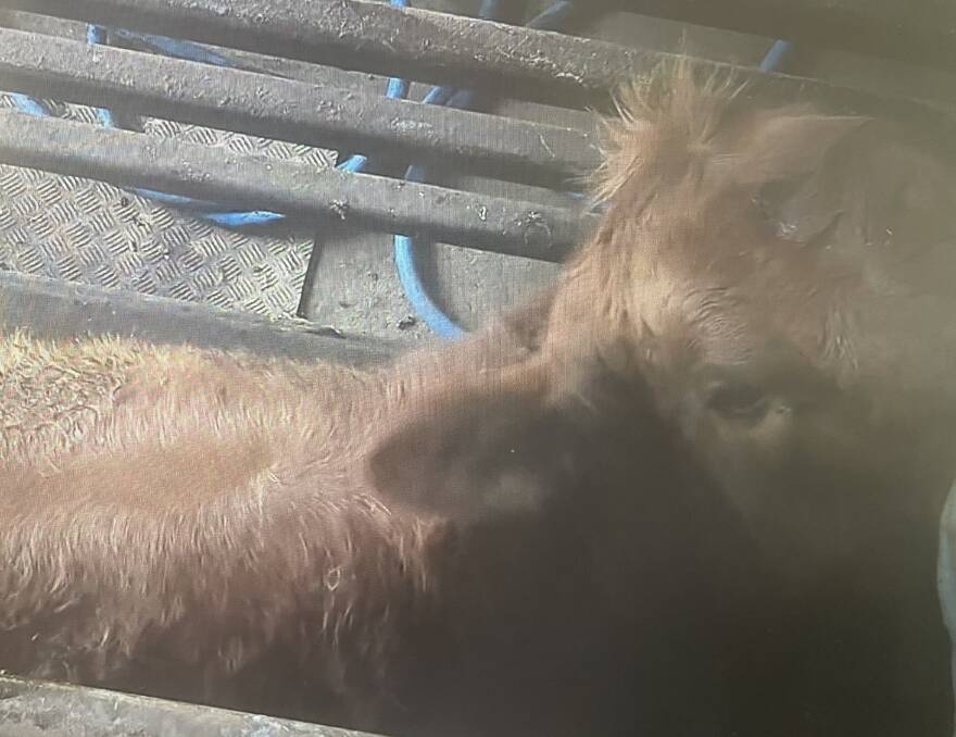 A still-shot from video footage taken at a Tasmanian abattoir and released online by the Farm Transparency Project