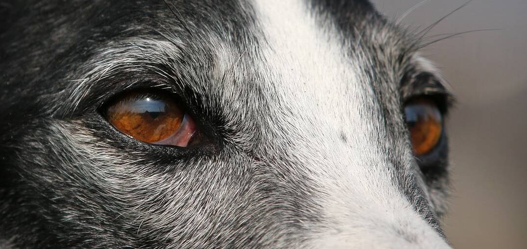 Identifying my greyhound - Everything else Greyhound - Greytalk