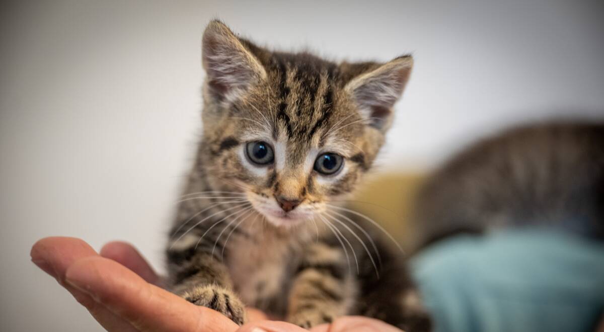 An abandoned Tabby kitten. Picture by Paul Scambler .