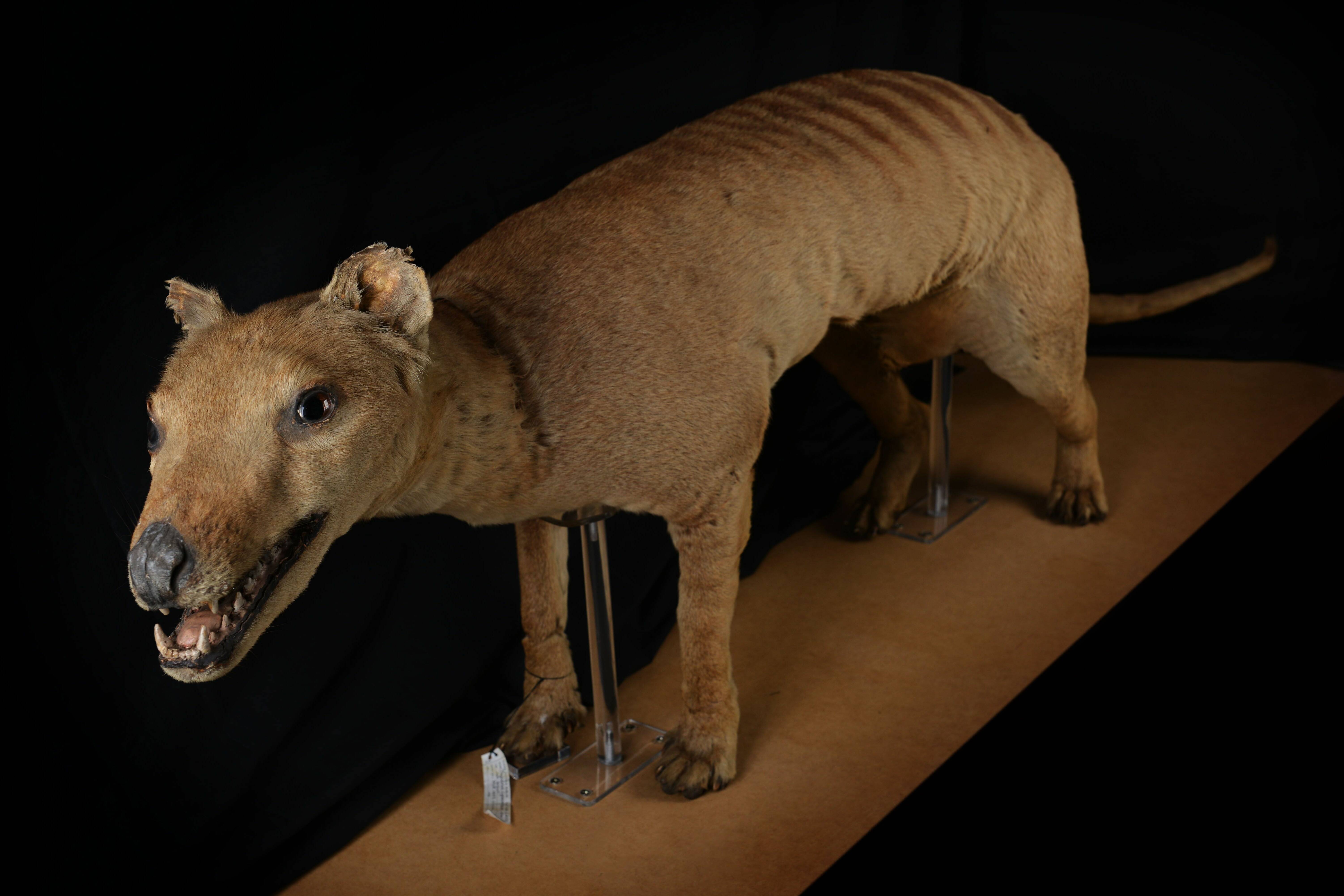Letter from a Tasmanian Tiger - Museums Victoria
