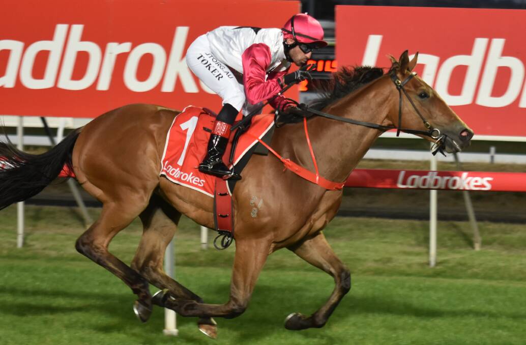 READY TO GO: Unbeaten star Turk Warrior is set to return to racing at Mowbray next Wednesday night on his way to the $100,000 3YO Cup.