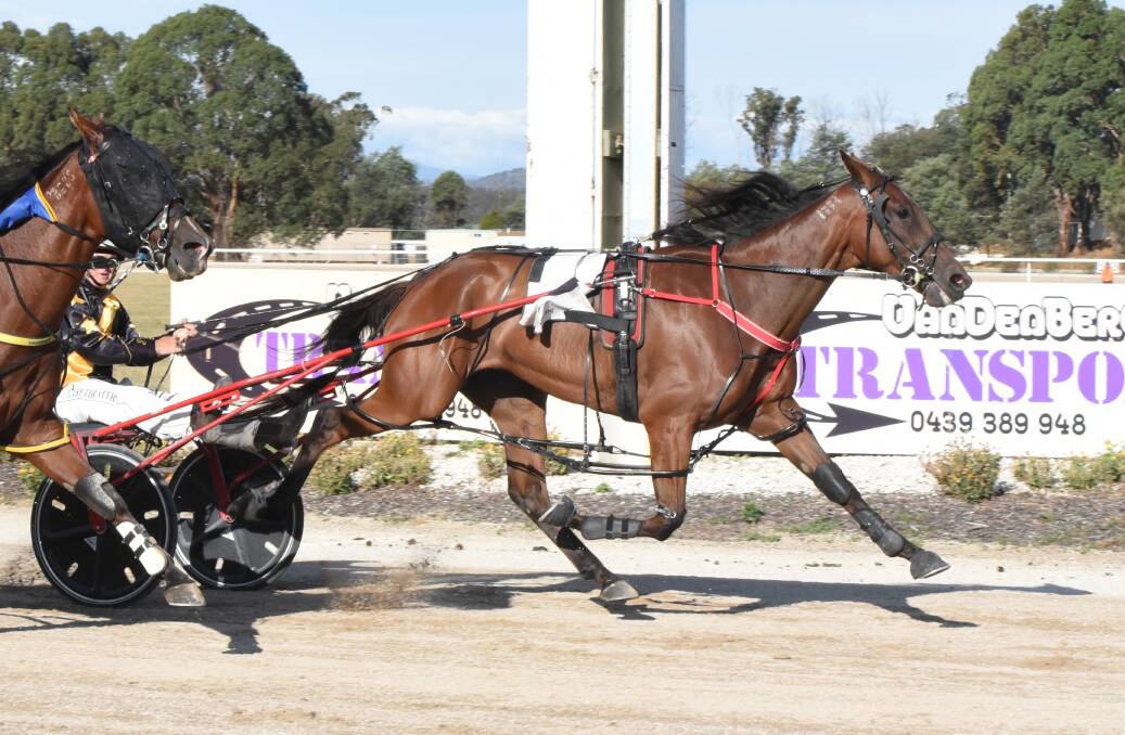 Classy pacer Sunny Sanz will return from a long layoff at Mowbray on Sunday night. Picture: Stacey Lear