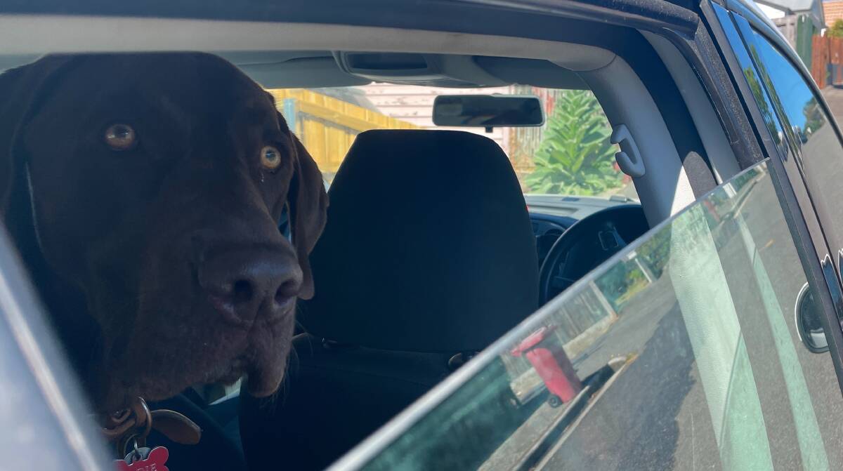 RSPCA warns people not to leave their animals in the car. Picture: Brinley Duggan