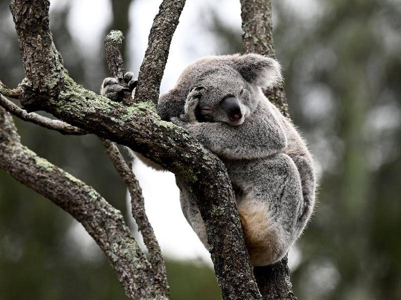 Environmental groups say approval for more gas wells will destroy critical habitat for koalas. (Dan Himbrechts/AAP PHOTOS)