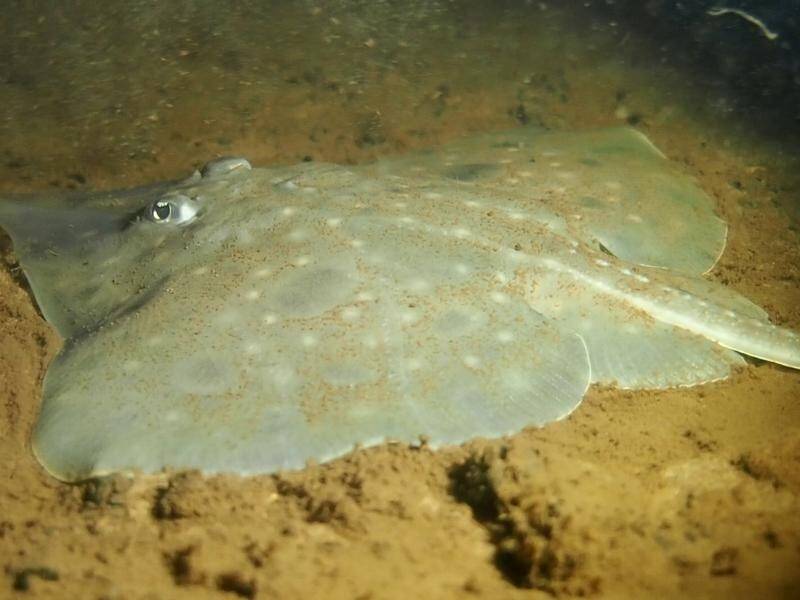 Tasmania's Macquarie Harbour is the only home of the endangered Maugean skate. (HANDOUT/JANE RUCKERT)