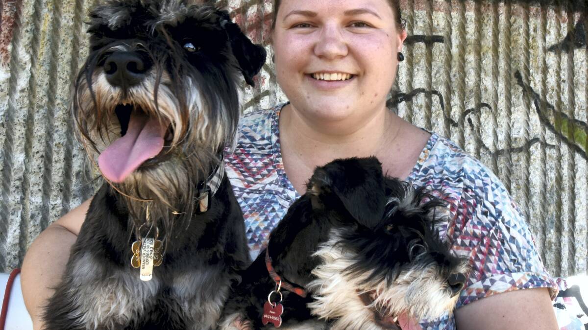 Clare Harding with Frankie and Rocky enjoy the Bearded Bubbies schnauzer picnic at Coronation Park. Picture: NEIL RICHARDSON