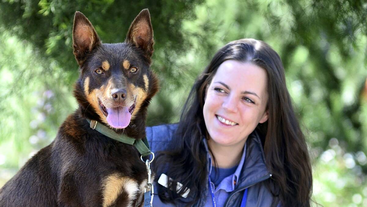 The RSPCA’s Carly Davies with kelpie Scarlett. Picture: PHILLIP BIGGS