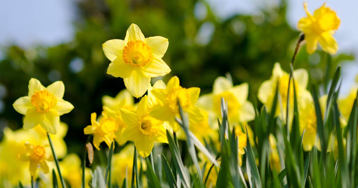 Gardening | Plant daffodils for a cheery spring display | The Examiner ...