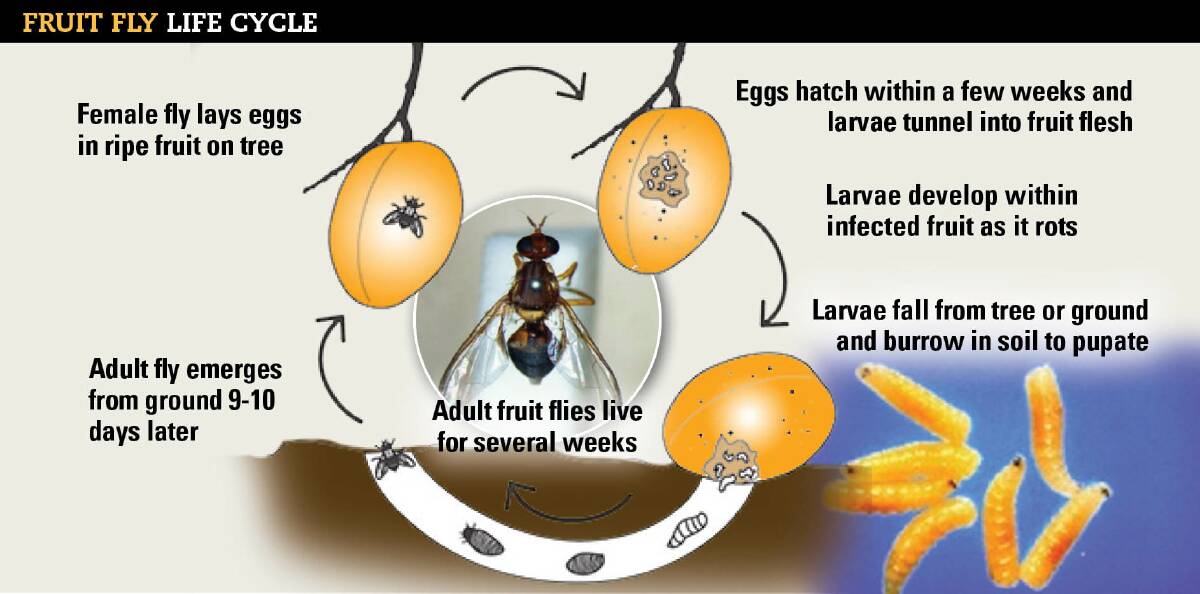 life cycle of a fruit fly