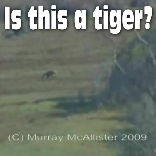 Not dead after all? Tassie tiger on video