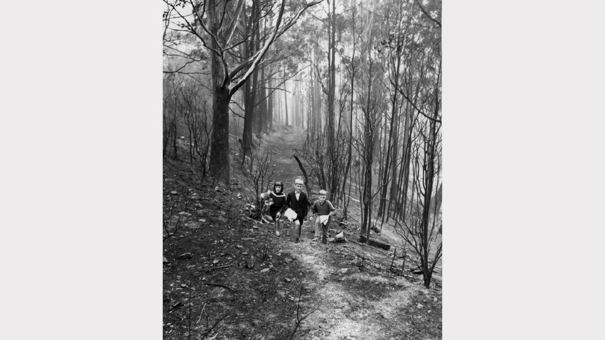 1967 Bushfires: Three of the McGlone children - Francis, Mark and Gregory - in the blackened bush opposite their home in South Hobart.