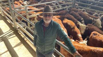 Bryce Treasure, Stratford, sold 77 Hereford steers, 10-11 months, to a top price of $780.